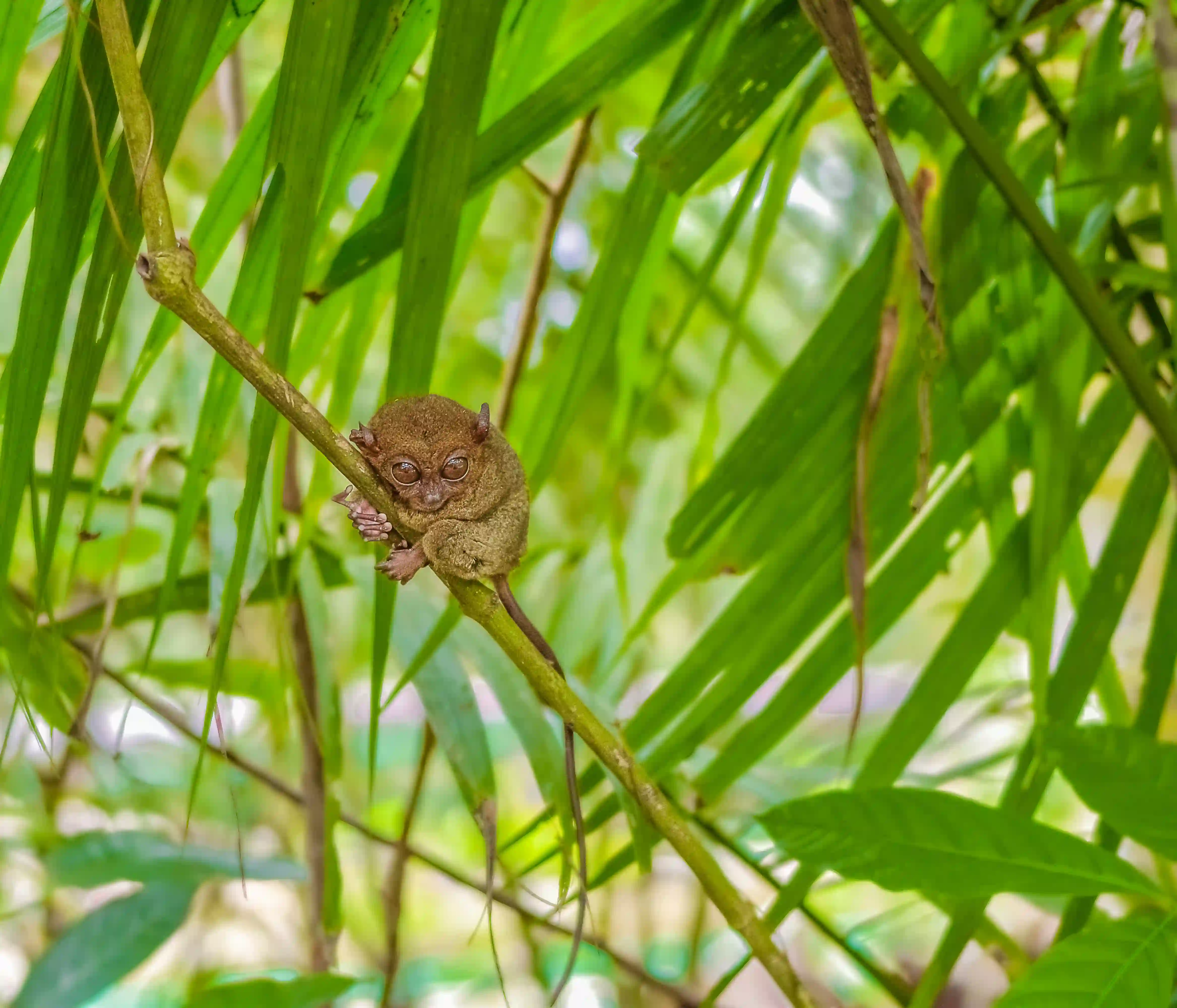 Bohol
