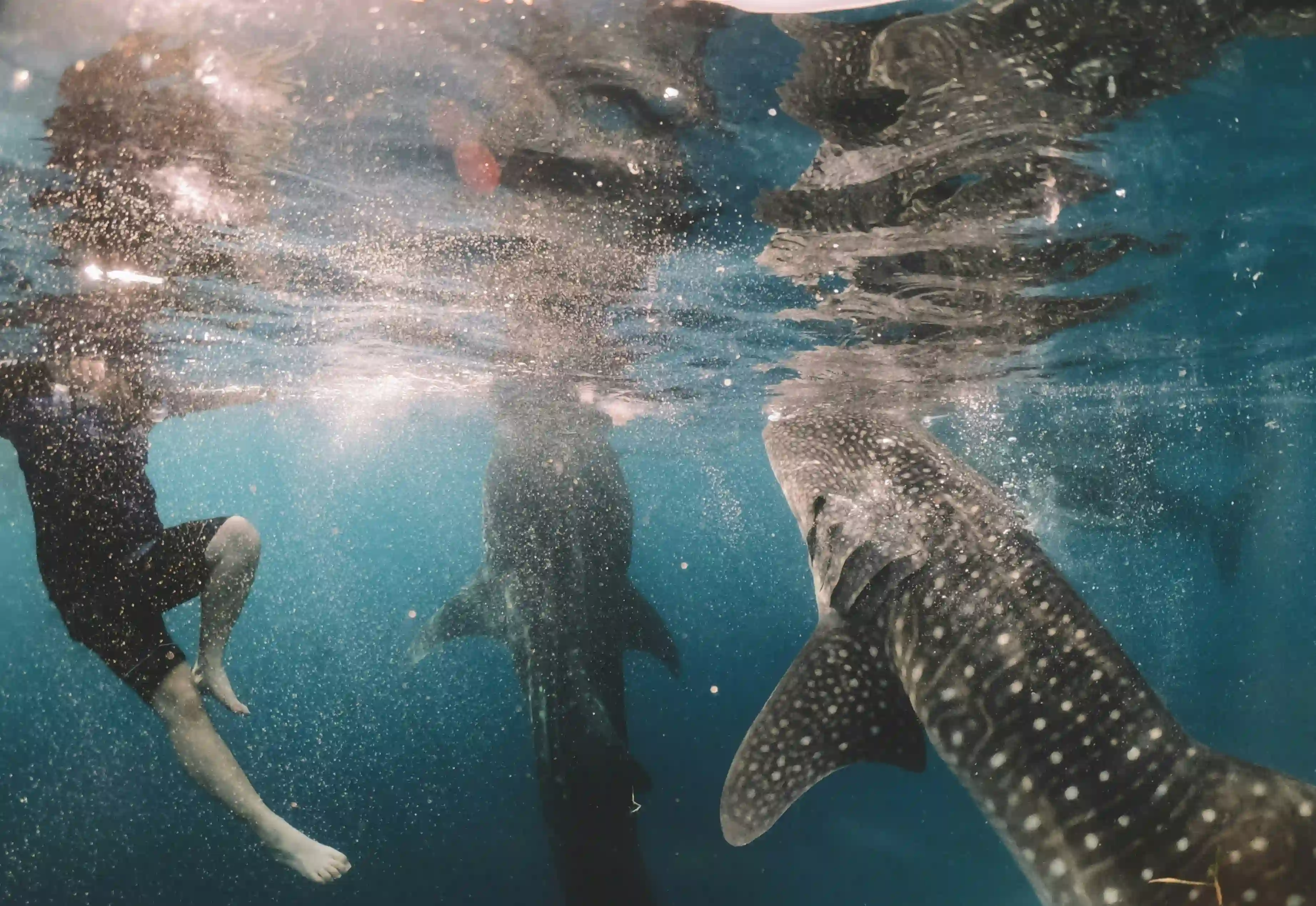Cebu
